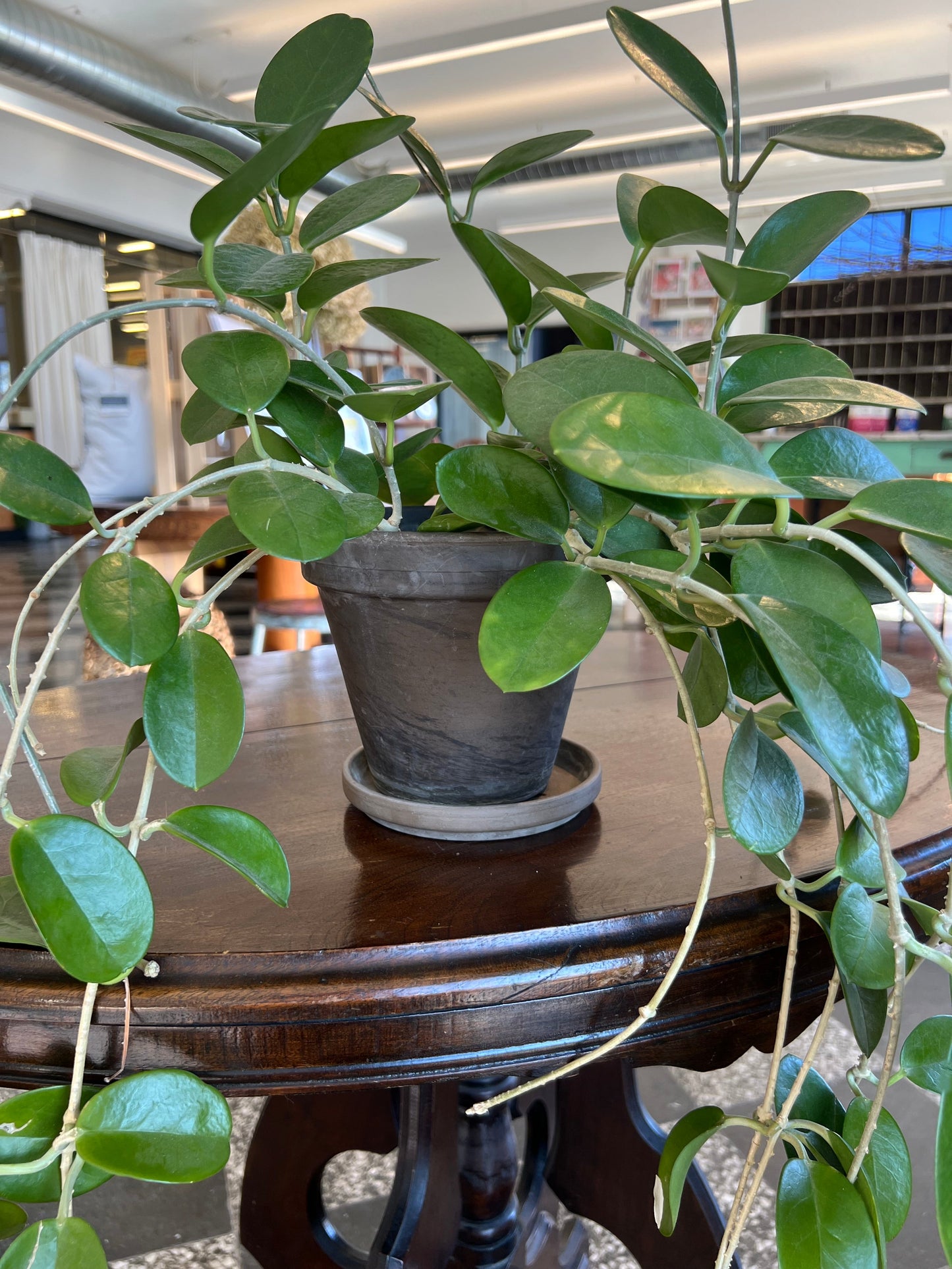 Hoya