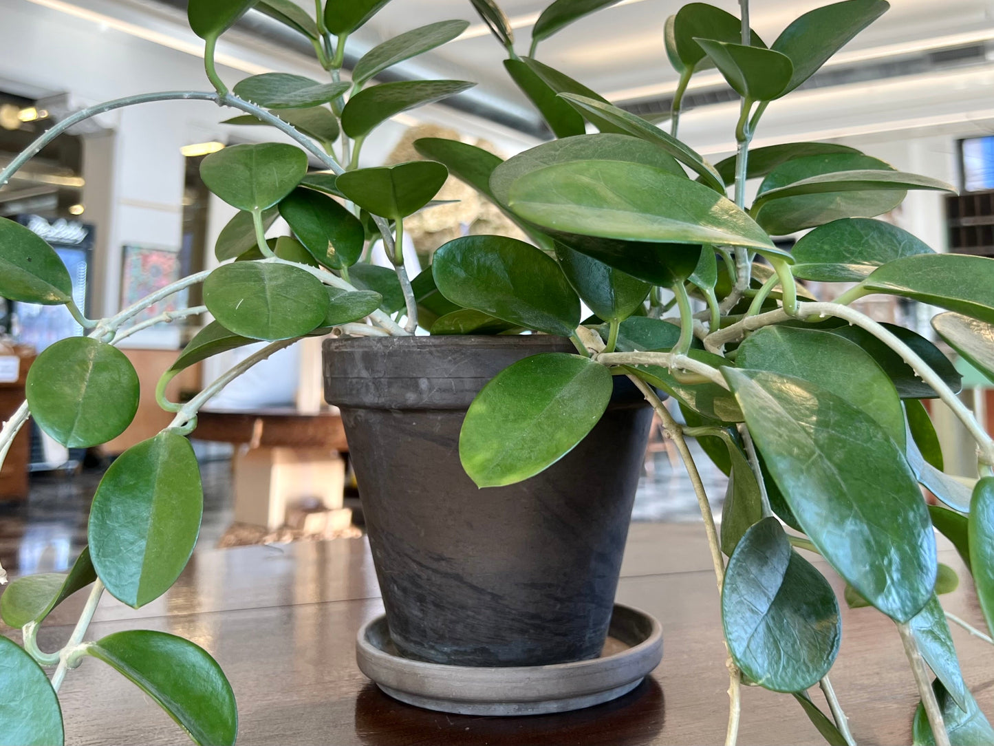 Hoya
