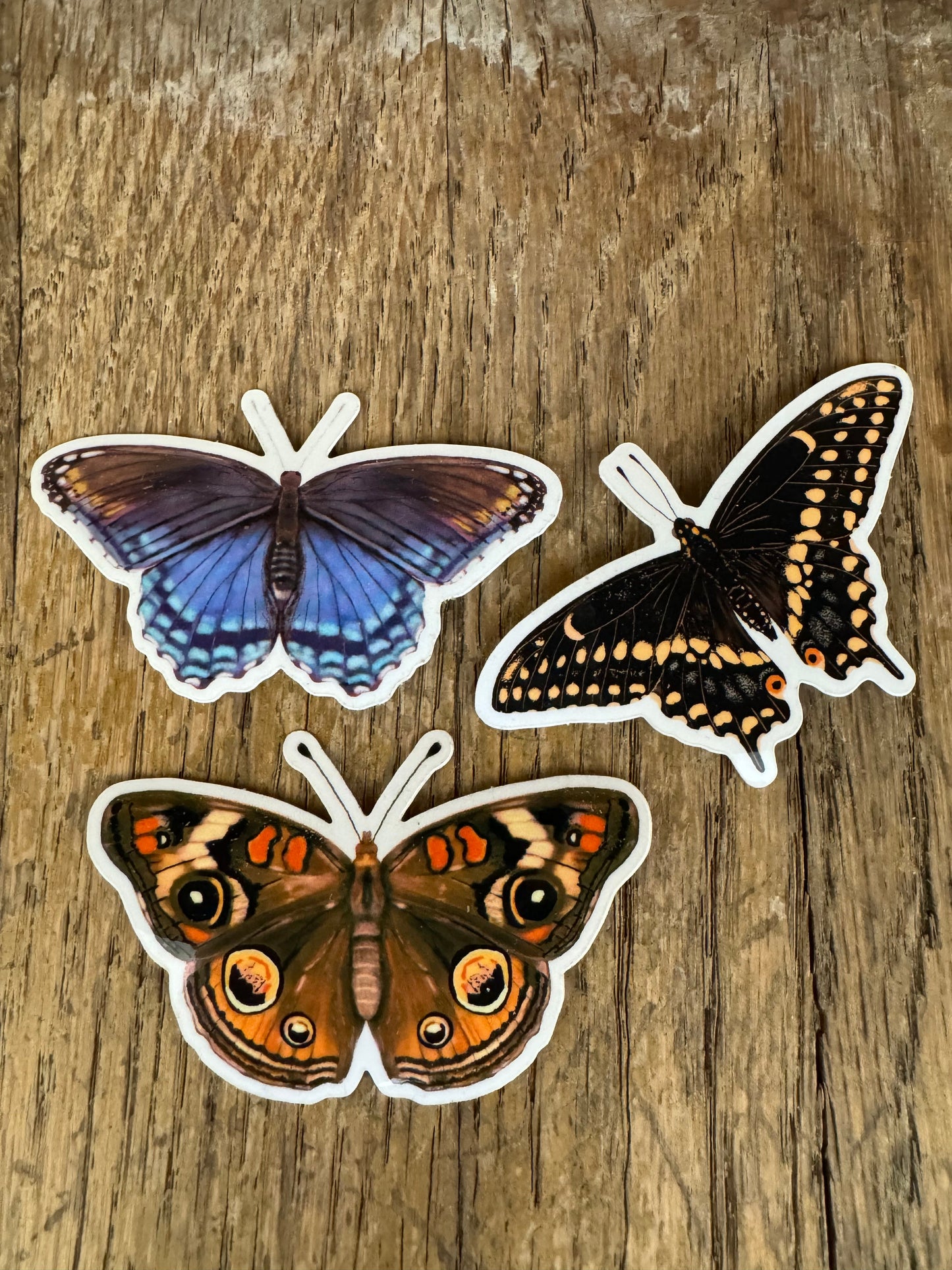 Buckeye Butterfly Sticker