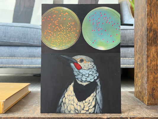 "Boxelder Pimp" - Original Work